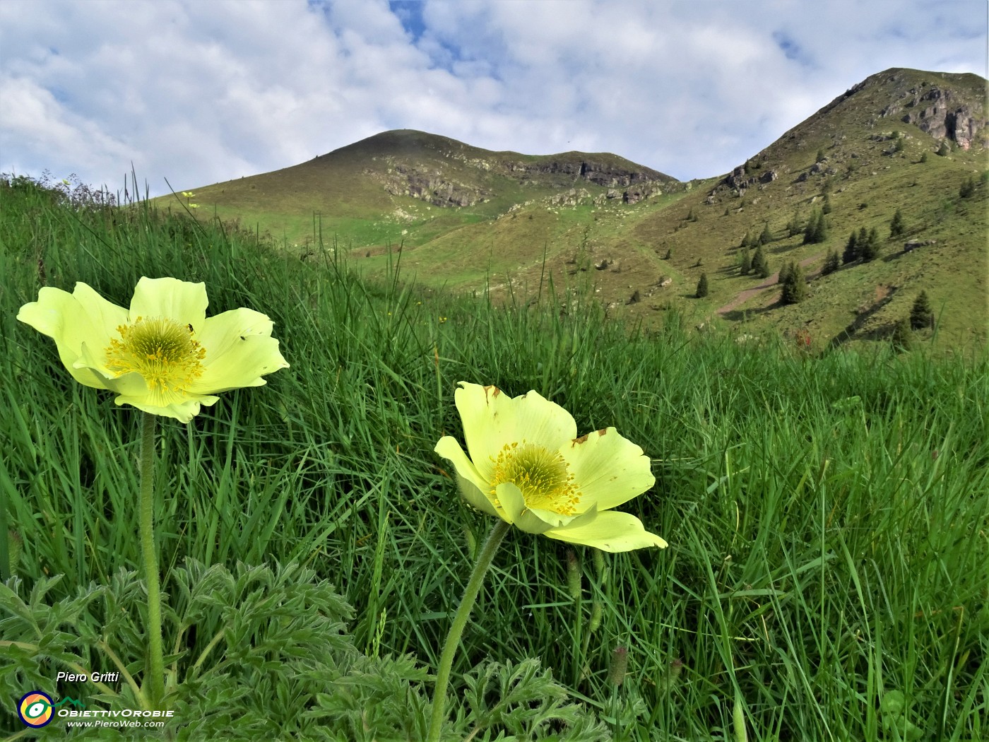 13 Pulsatilla alpina sulphurea (Anemone sulfureo) con vista sull'Avaro a sx.JPG